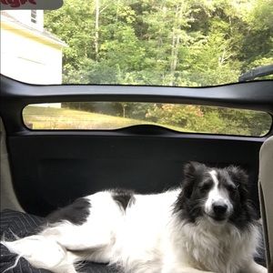 Meet your Posher, Scarlett